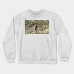 Channel Islands National Park Santa Cruz Island Crewneck Sweatshirt